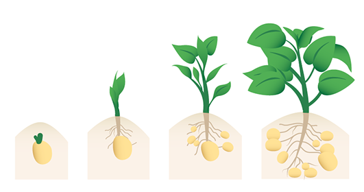 potato-plant-proces.png