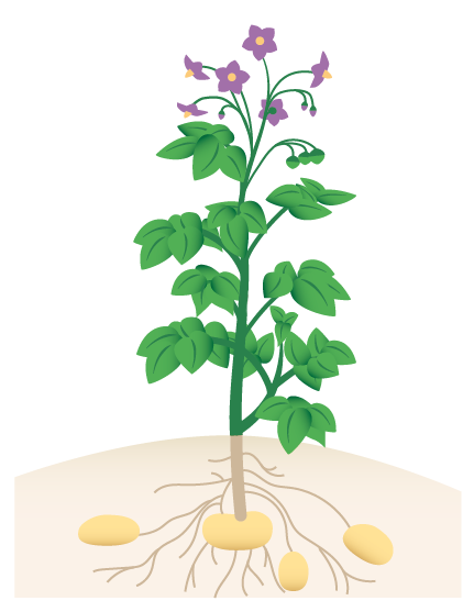 potato-plant